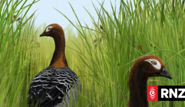 Meet the 'Old Mother Goose' from NZ's subtropical prehistoric past