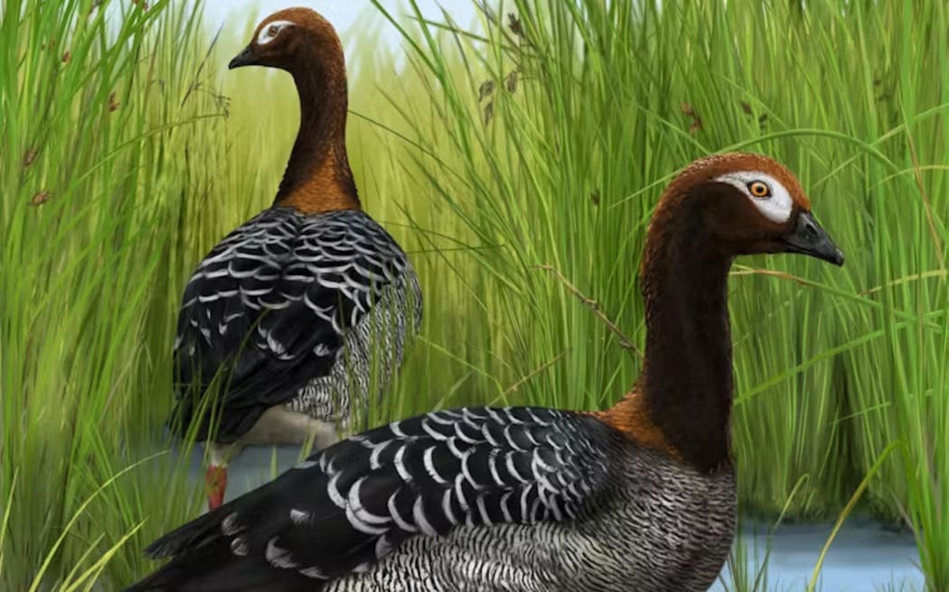 An artist’s impression of the St Bathans goose that once lived in New Zealand. Sasha Votyakova/Te Papa Tongarewa, CC BY-NC-SA