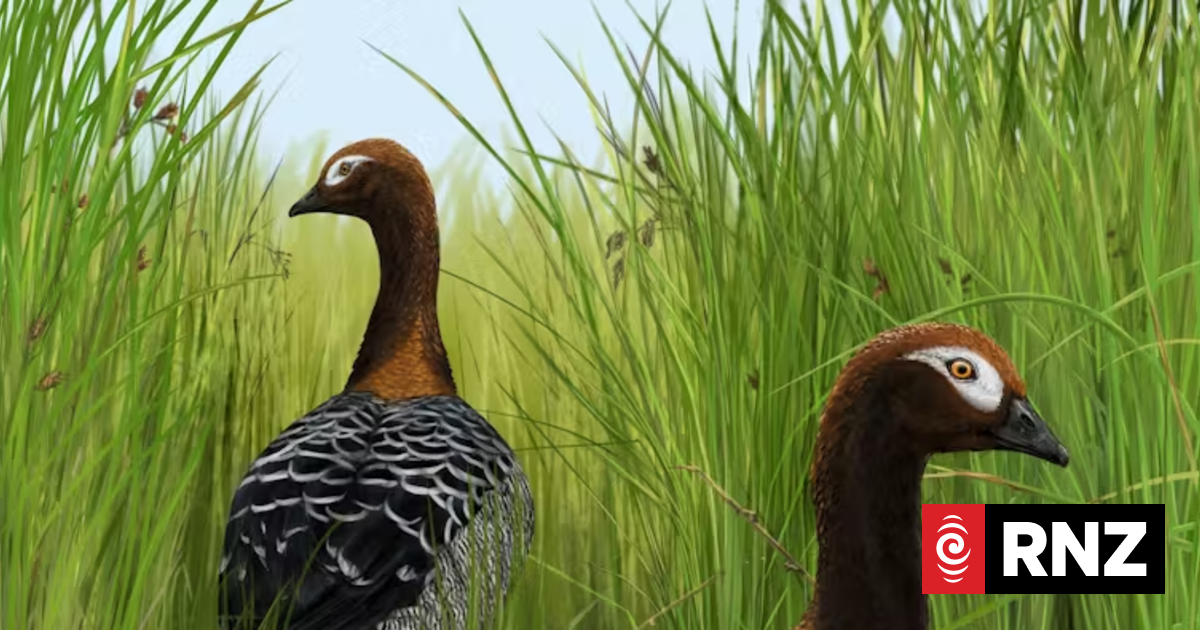Meet the 'Old Mother Goose' from NZ's subtropical prehistoric past
