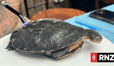 'Panel beater' for turtles saving lives with 3D printer and dental glue
