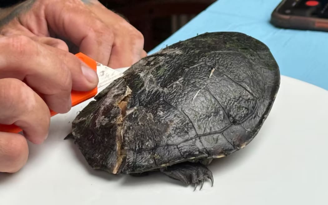 Josh Neille says turtles can be difficult to see when driving.