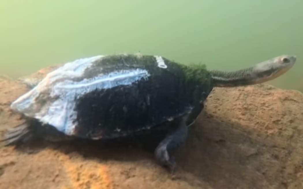 A photo of a dark green turtle walking on a rock underwater.