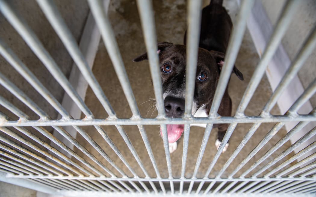 Roaming and shelter Dogs