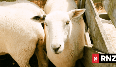 Country Life: Inside Kapiro Farm's quest to find the sheep of the future