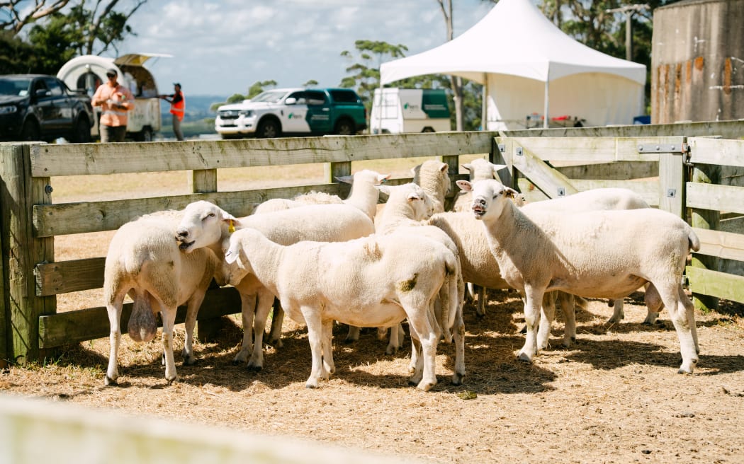 Sheep on the Sheep of the Future programme standing in yards, their bodies displaying shedding wool traits