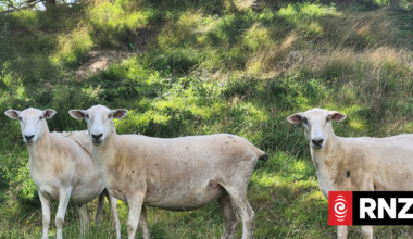 Community alarmed by dog-attacks on sheep, warns person could be next