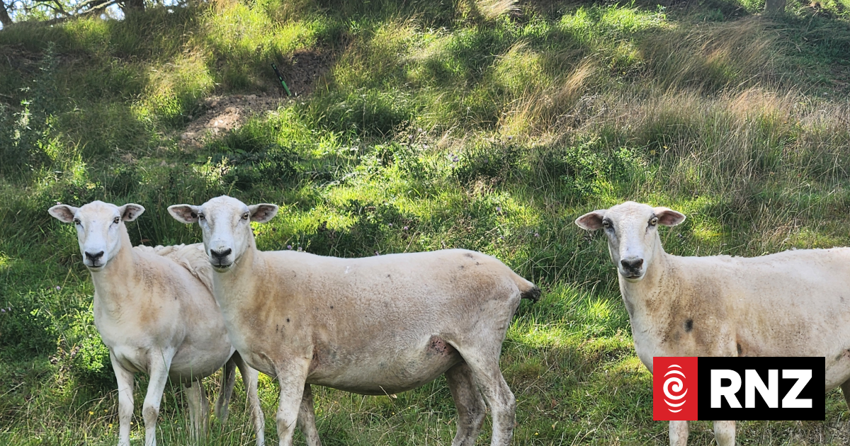 Community alarmed by dog-attacks on sheep, warns person could be next