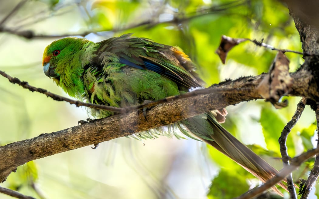 Eggs from the country's rarest parakeet, the kākāriki karaka, have been retrieved from a nest inside a Nelson sanctuary and flown to Christchurch in a bid to help the species recover.