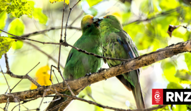 Kākāriki karaka eggs flown from Nelson sanctuary to Christchurch to boost species recovery