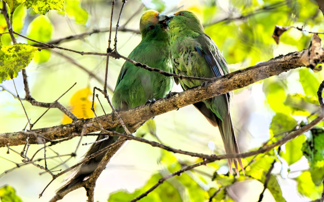 Eggs from the country's rarest parakeet, the kākāriki karaka, have been retrieved from a nest inside a Nelson sanctuary and flown to Christchurch in a bid to help the species recover.