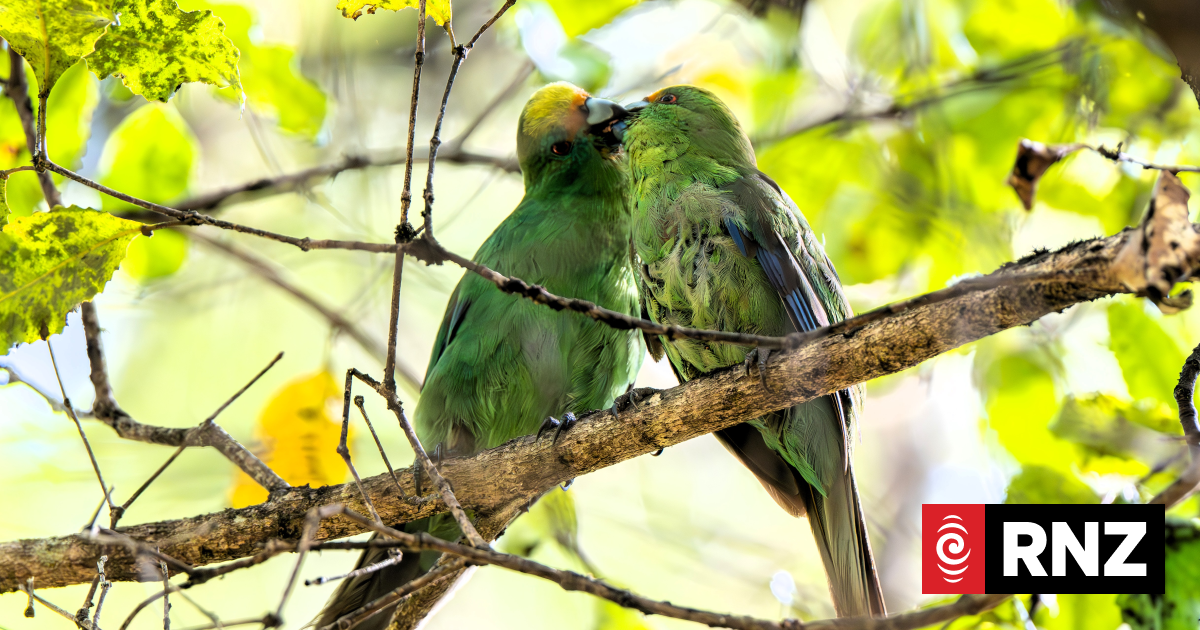 Kākāriki karaka eggs flown from Nelson sanctuary to Christchurch to boost species recovery