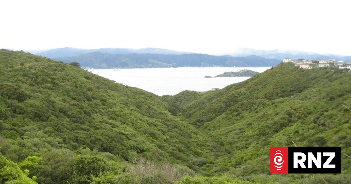 Up to 200 properties ‘may be directly affected’ by Petone to Grenada road