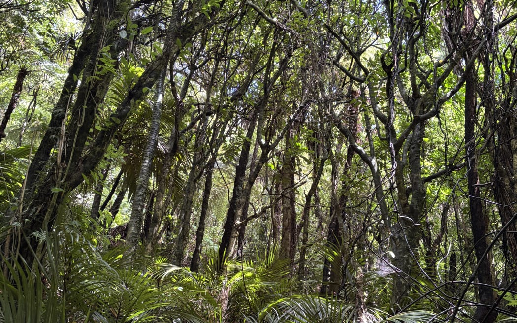 Bush scene. Canopy of trees. Ferns on the ground. Sun coming through the canopy. Lot of varieties of green!