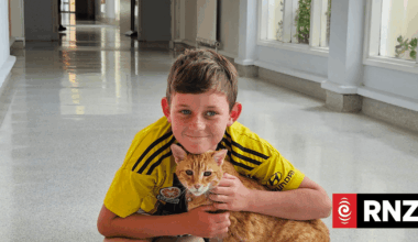 CAT scans yes, cats, no: Popular moggies not permitted at Taranaki Base Hospital