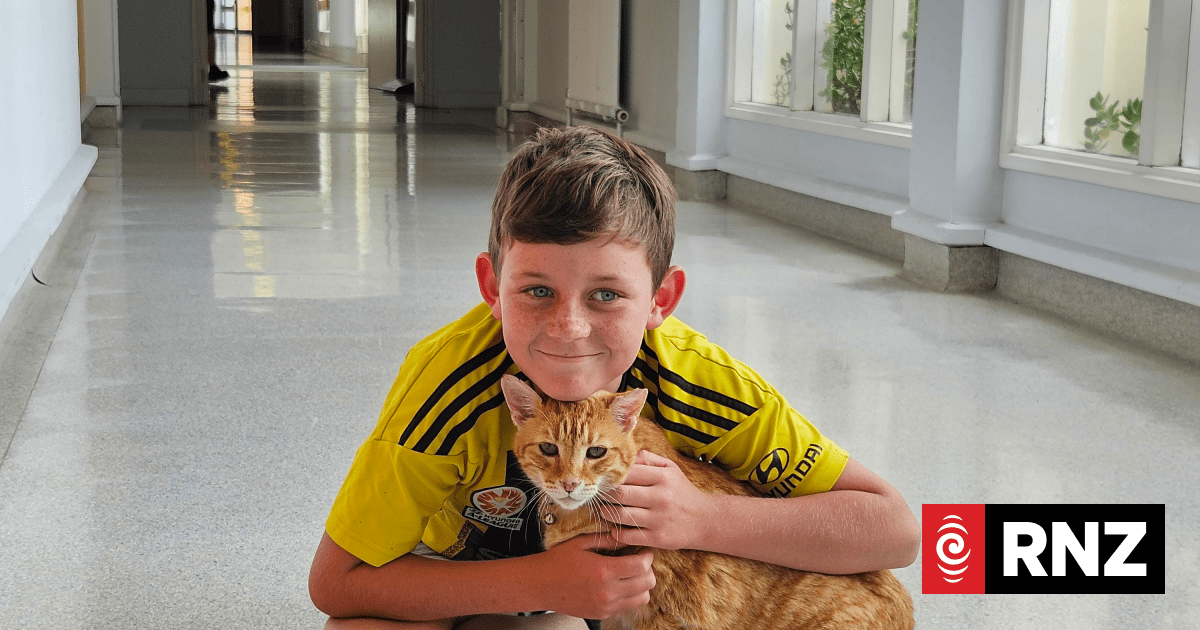 CAT scans yes, cats, no: Popular moggies not permitted at Taranaki Base Hospital