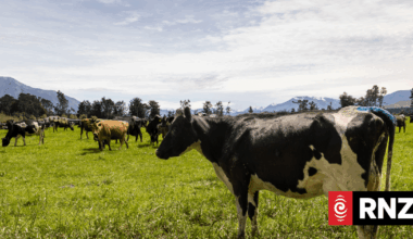 Kaikōura farmer fined $35k for failing to register hundreds of cattle