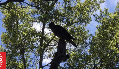 Kārearea NZ falcon breeding in Auckland's Hūnua Ranges