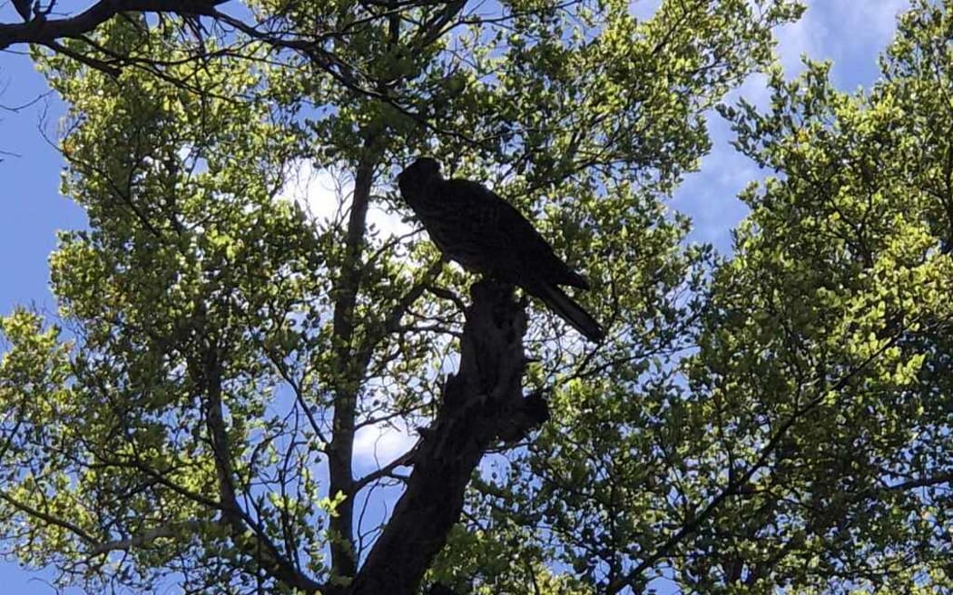 2025 Bird of the Year winner, the kārearea, or New Zealand falcon.