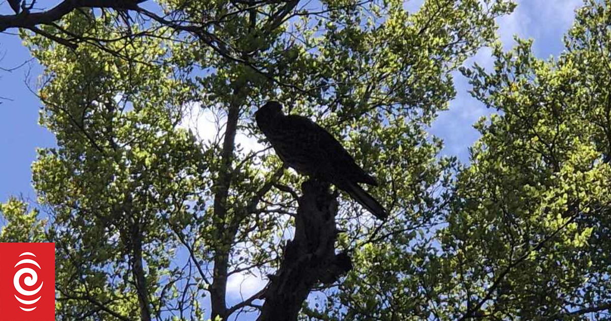 Kārearea NZ falcon breeding in Auckland's Hūnua Ranges