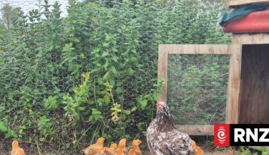Country Life: Lessons in permaculture at Kahikatea Farm