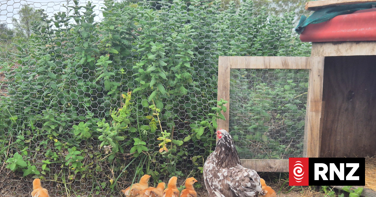 Country Life: Lessons in permaculture at Kahikatea Farm