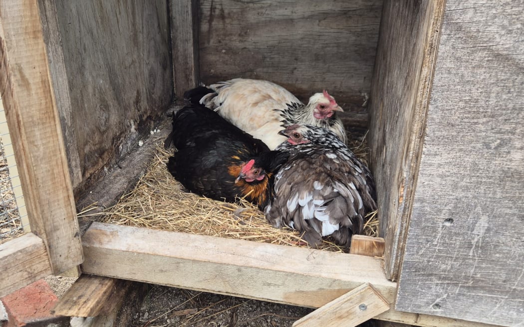 The farm is home to a range of different chickens.