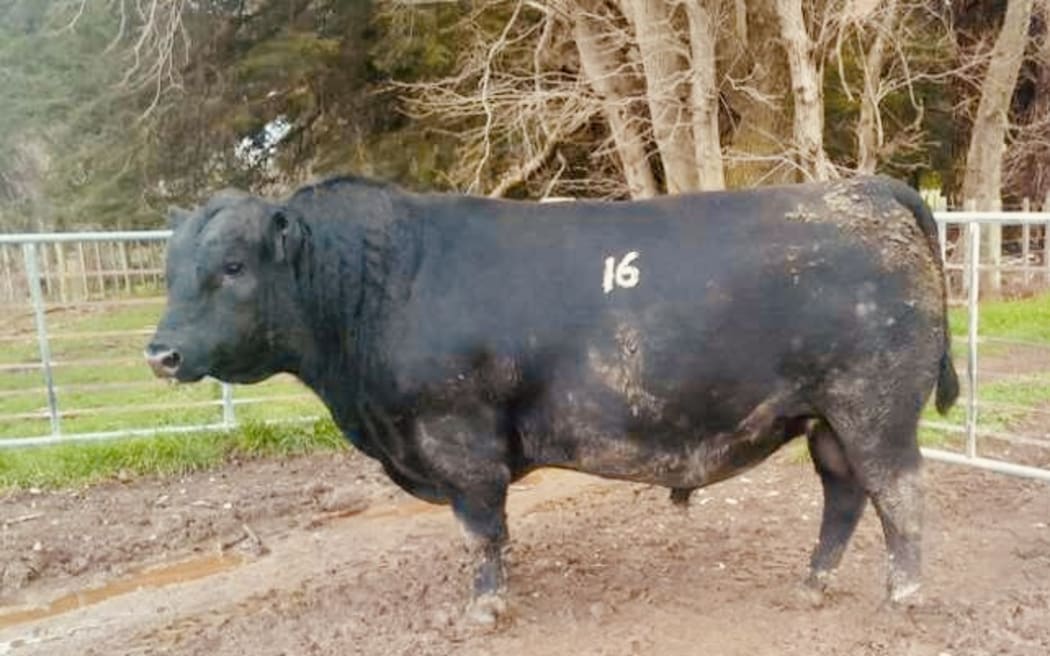 Tangihau U418 sold for $161,000 to Oregon Angus in Masterton with owner Keith Higgins totally thrilled with the prized Angus bull.