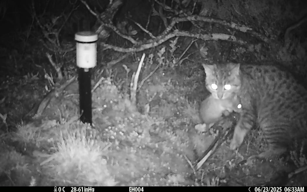 Feral cat catches rat