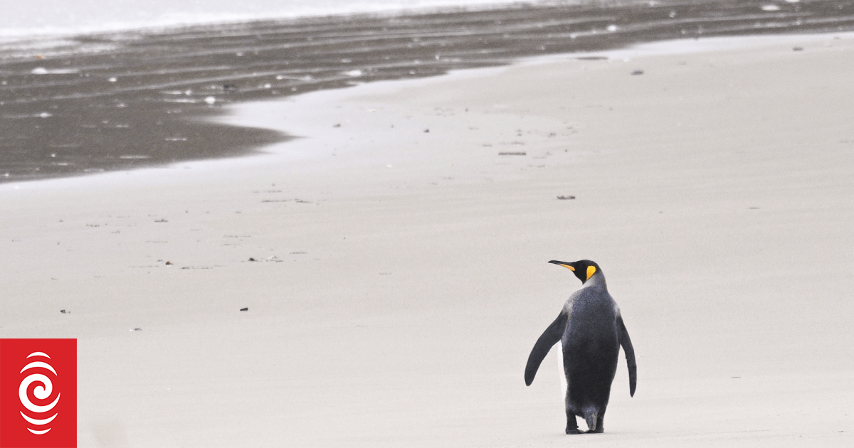 Antarctic penguin appears on remote WA beach, 4000km from home