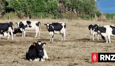 What the coming El Niño climate pattern means for NZ in a warming world