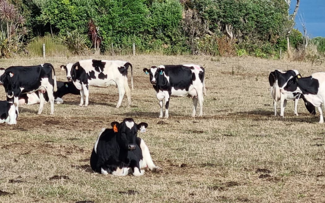 Drought on a farm in South Taranaki, March 2025.