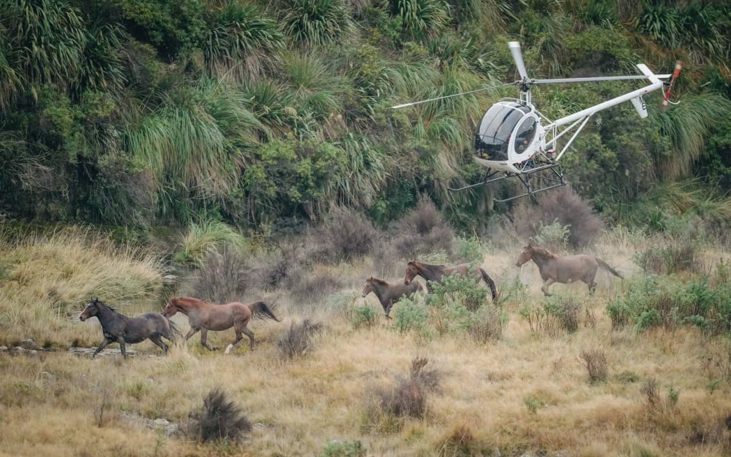 Kaimanawa horse muster