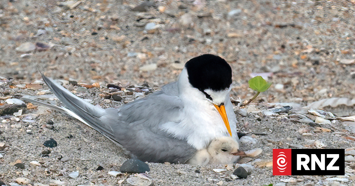 Tough breeding season for tara iti - one of New Zealand's smallest birds