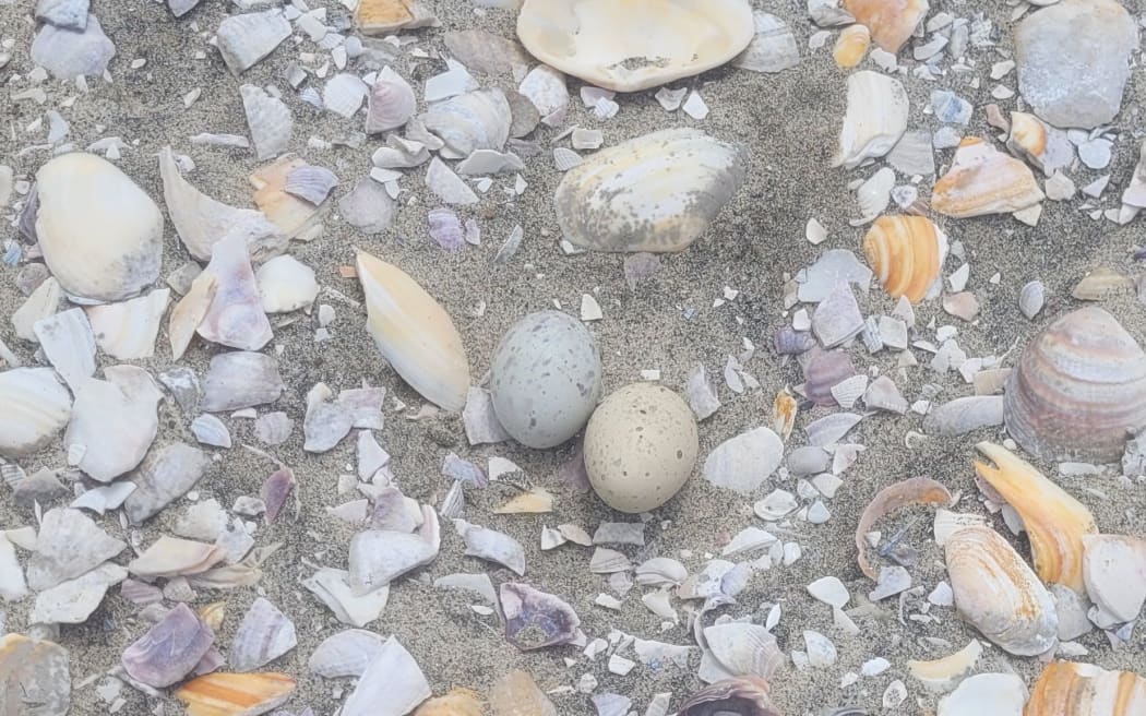 Real egg (left) and 3D printed dummy egg (right) used in tara iti nest protection.