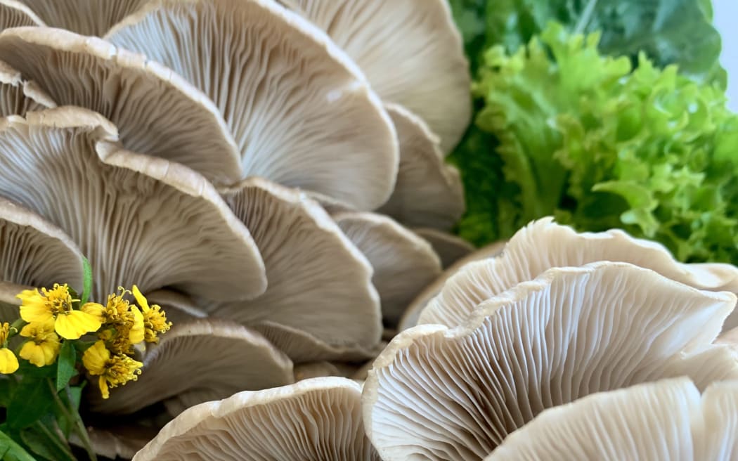 Grey oyster mushrooms