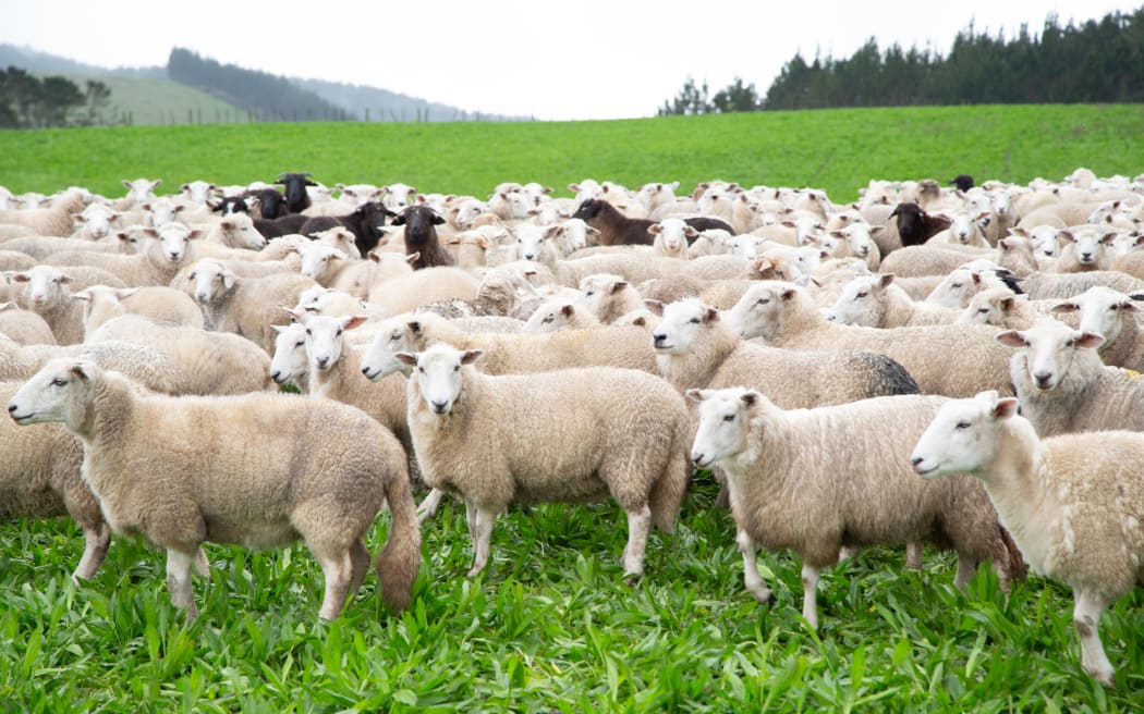 Sheep in a paddock full of grass, mostly white fleeced but a couple with different markings