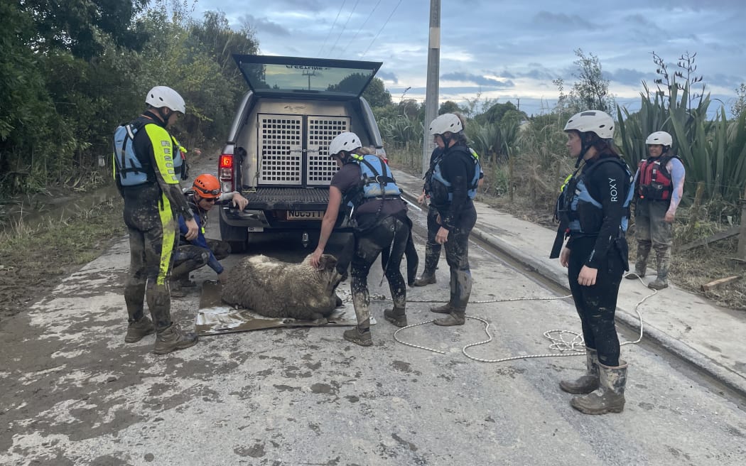 Hawkes Bay SPCA team rescues sheep after floods