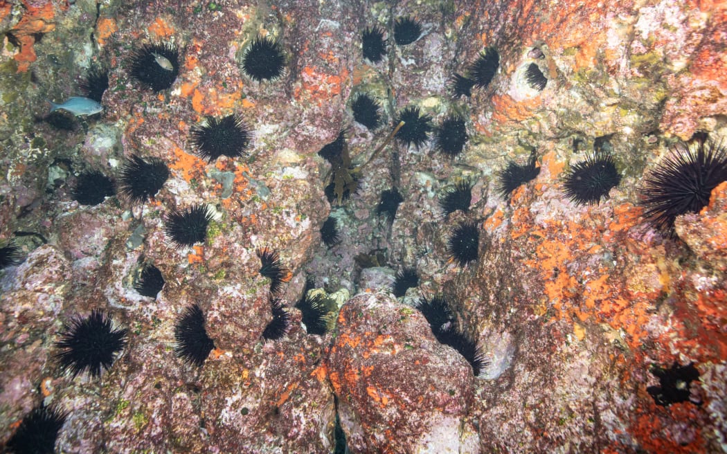 An underwater rock wall, with some red and orange algae on it, with many large centrostephanus urchins tucked away in nooks and crannies.