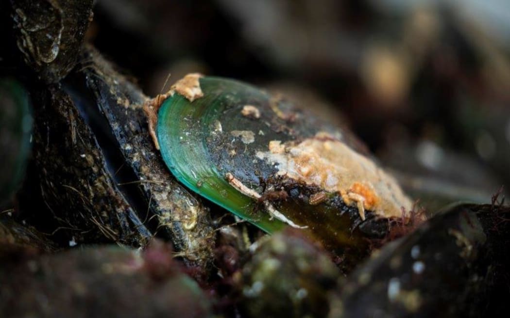 Green-lipped mussels.
