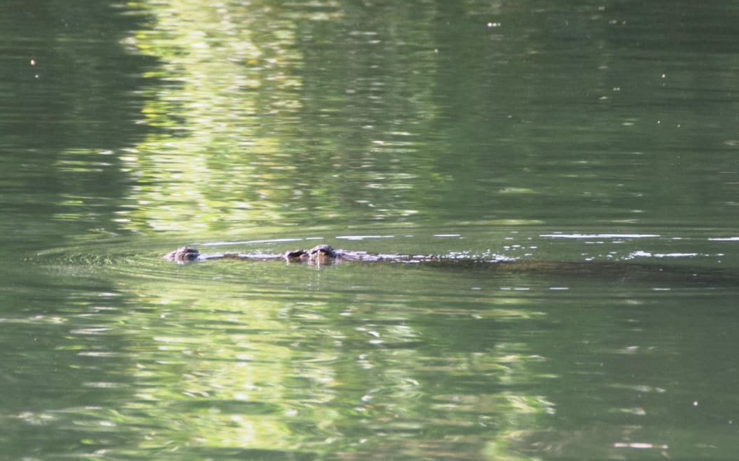 A saltwater crocodile swims along the Waihara River in Malaita Province, Solomon Islands. 2018