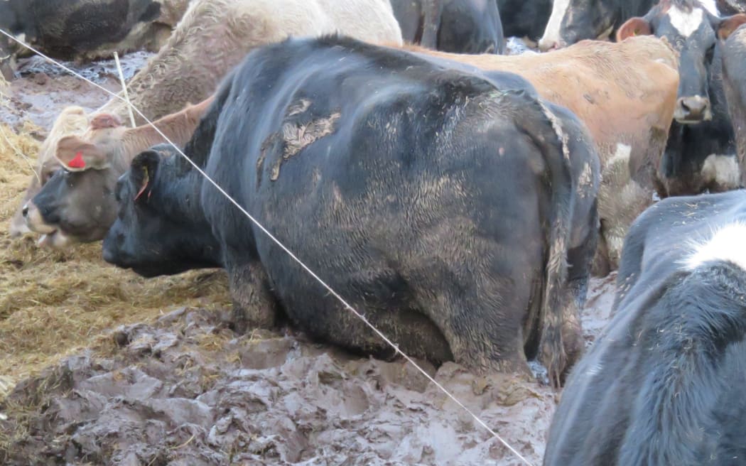 Cows grazing in mud on a Southland farm.