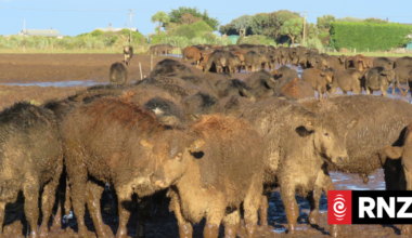 31k-strong petition for an independent Commissioner for Animals taken to Parliament