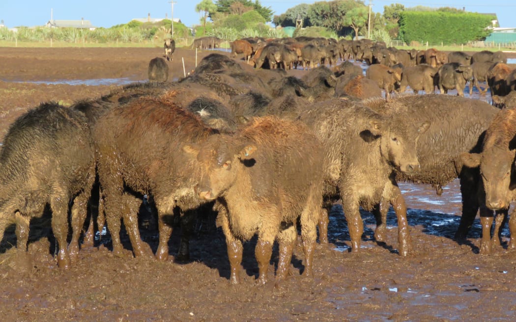 Cows grazing in mud on a Southland farm.