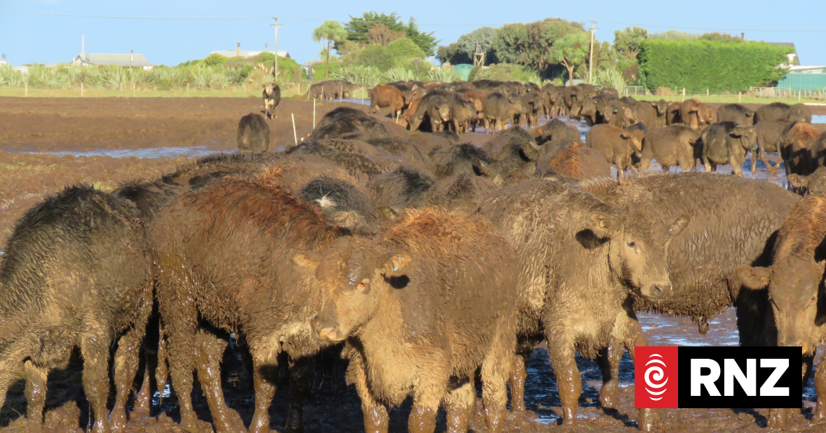 31k-strong petition for an independent Commissioner for Animals taken to Parliament