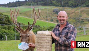Southland farmer takes edible bale netting invention to Europe