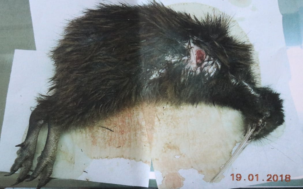 A kiwi killed during a previous dog attack near Russell in 2018.