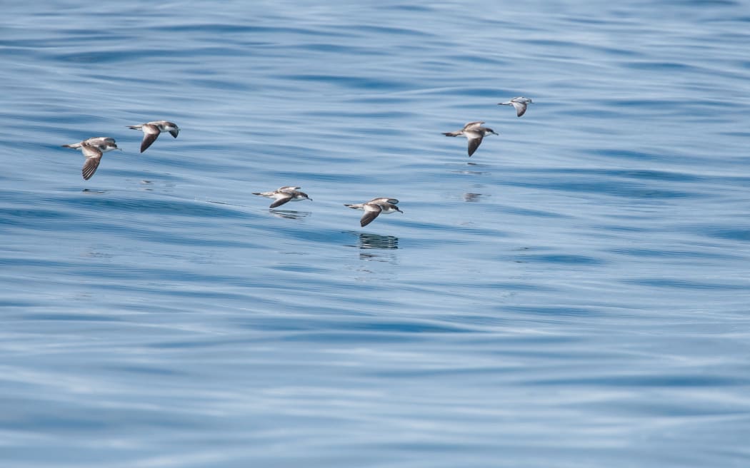 Rako and fairy prions flying low over the ocean