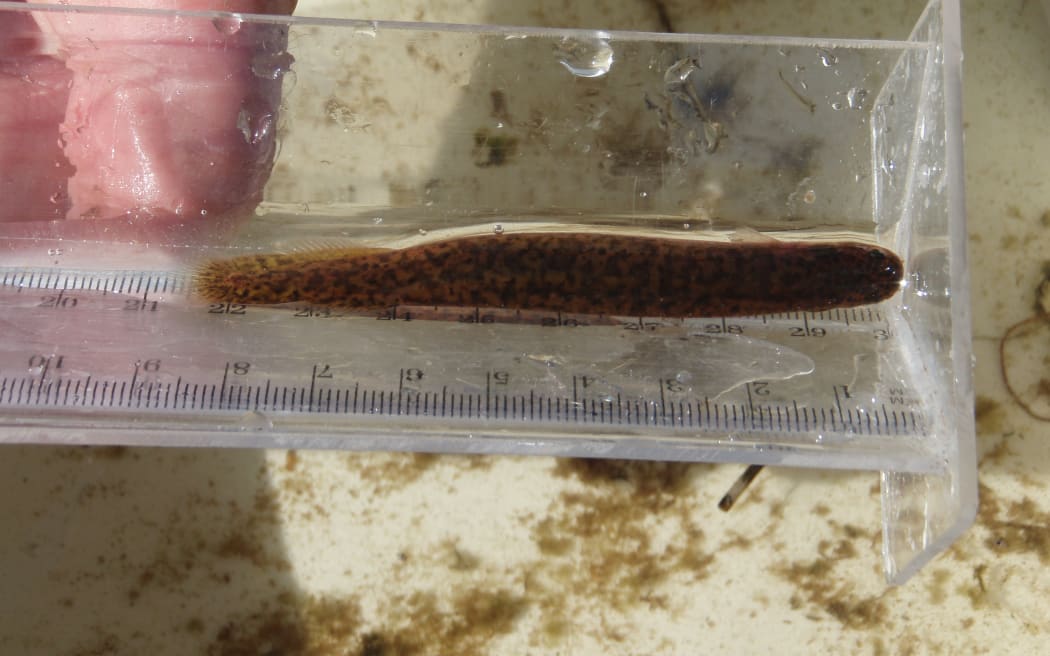 Northland mudfish caught trapping