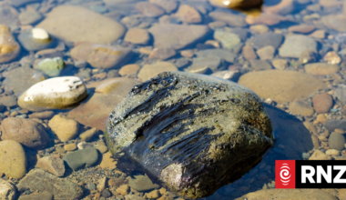 Toxic algae warnings issued for Hutt and Wairarapa rivers