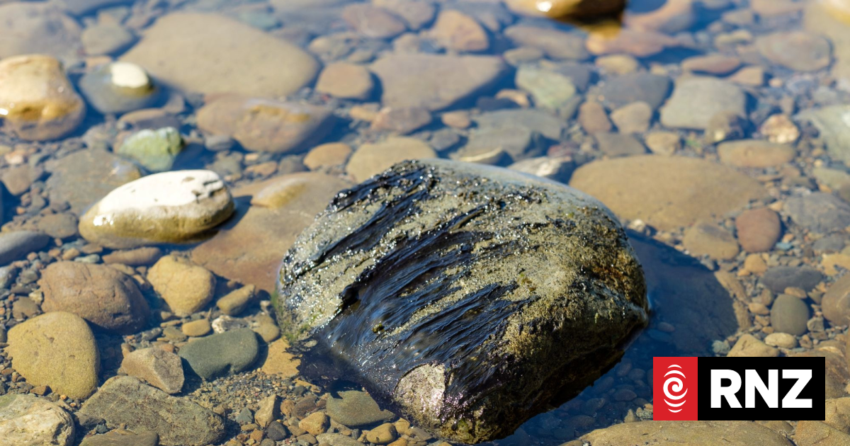 Toxic algae warnings issued for Hutt and Wairarapa rivers